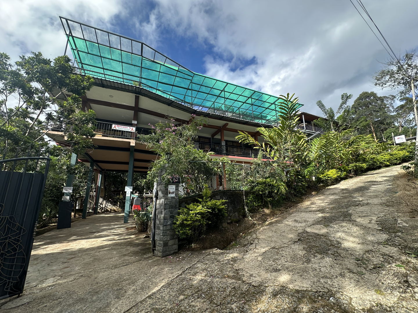 A concrete drive climbing between trees to the building, with the green roof above it.