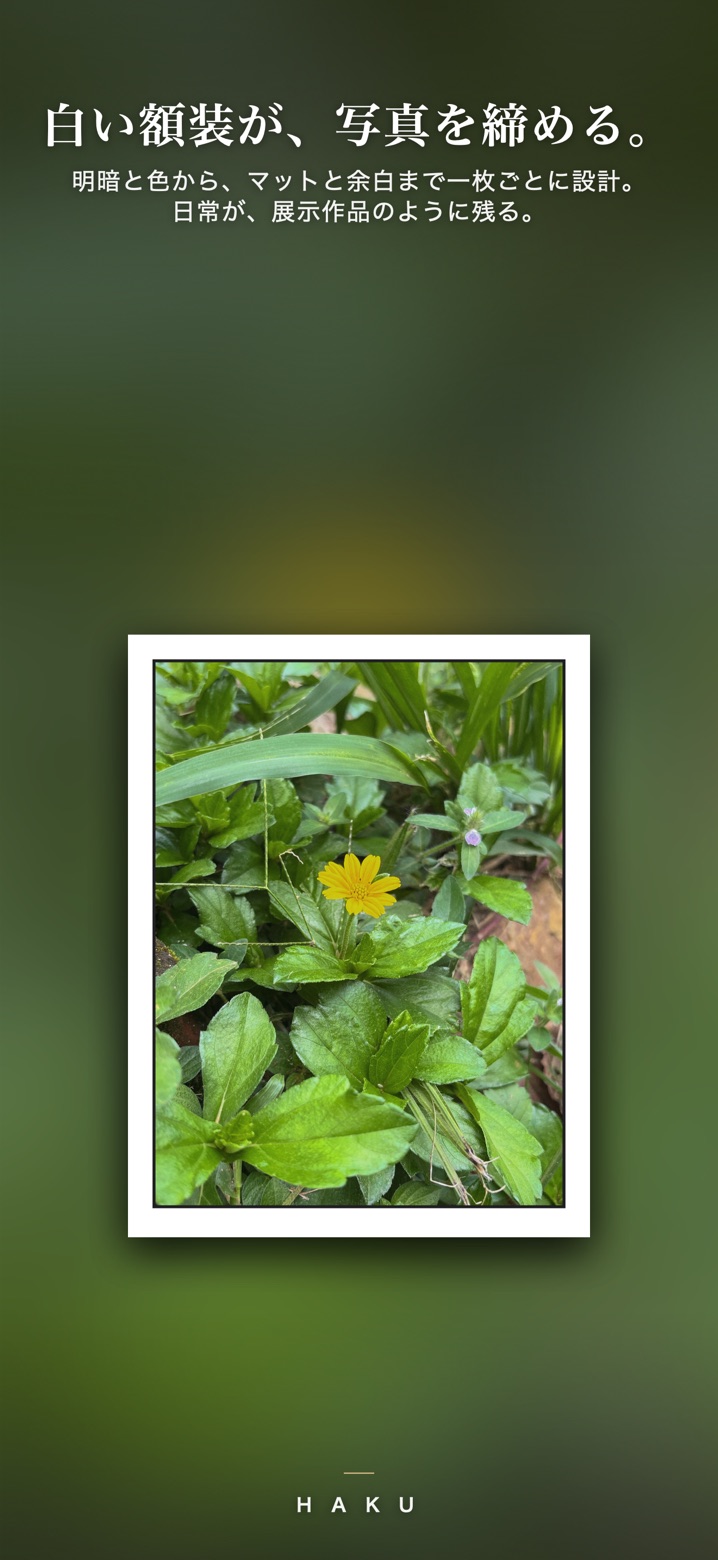 白いマットで額装された草花の写真。黄色い花が中央に咲いている